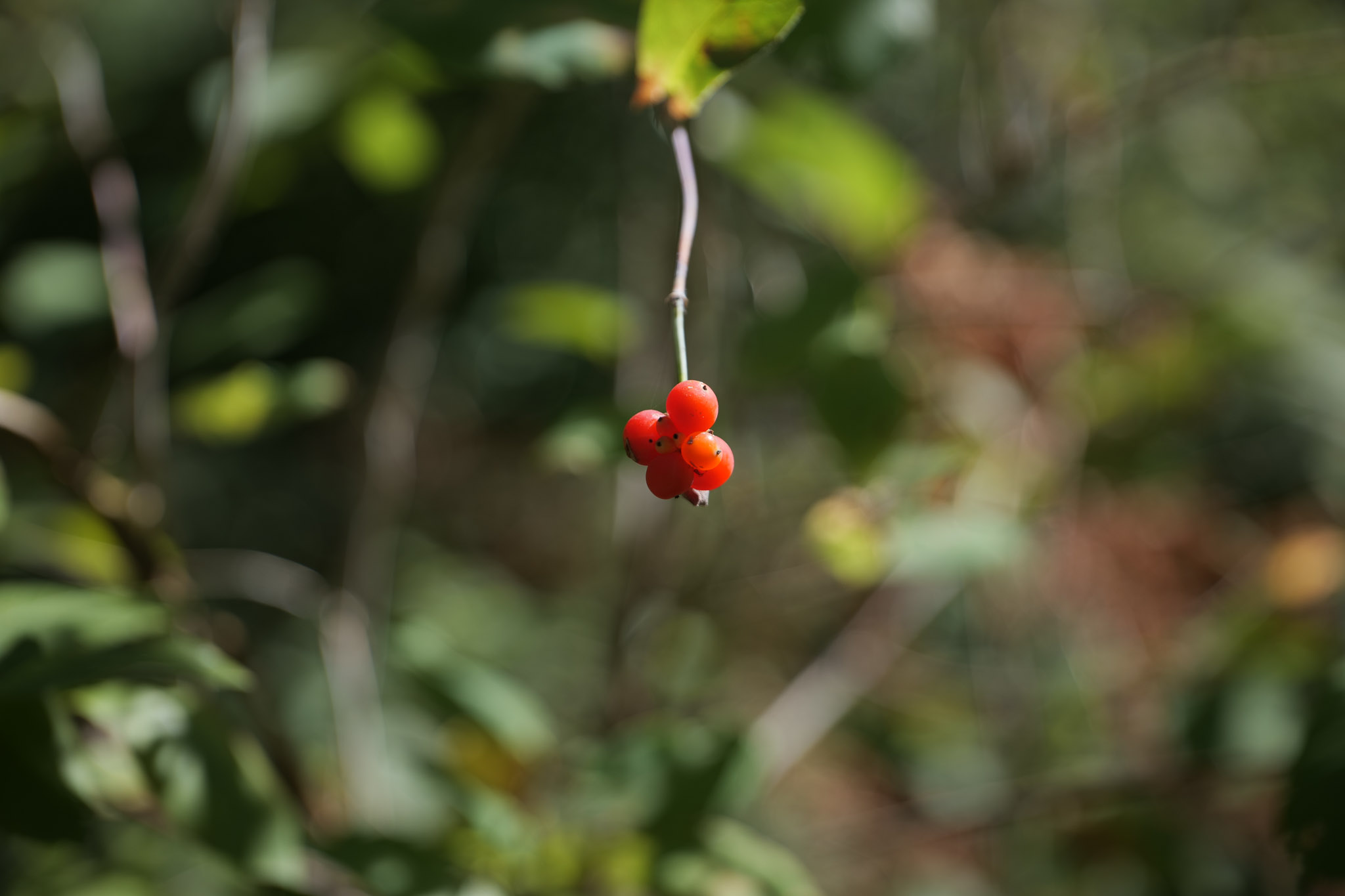 Photo of red berries in forest, shot with Panasonic Lumix S5